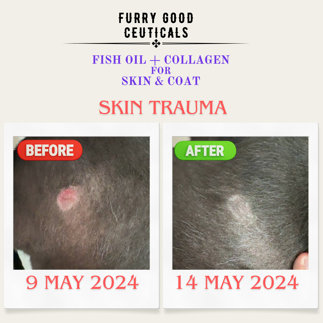 Fish Oil & Collagen for Skin and Coat | Dogs and Cats