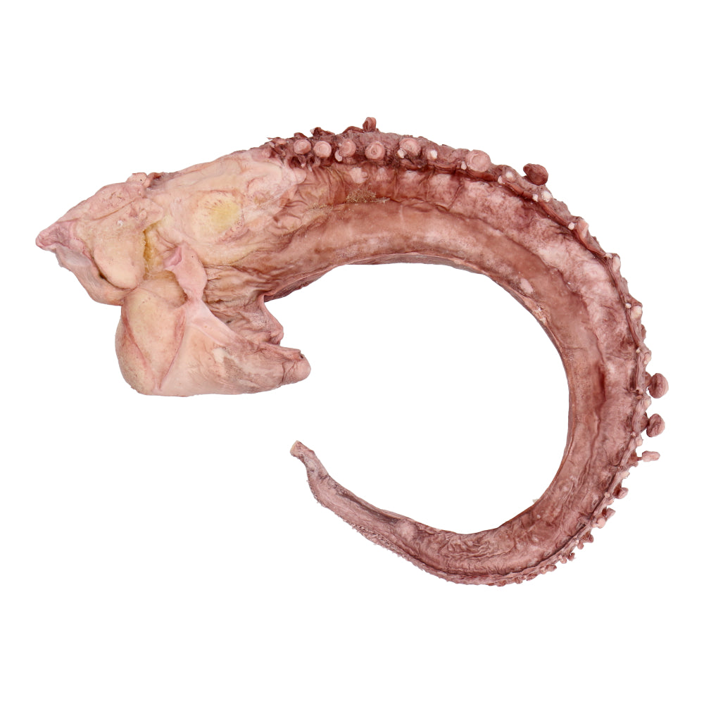 Freeze-Dried Giant Squid Tentacles
