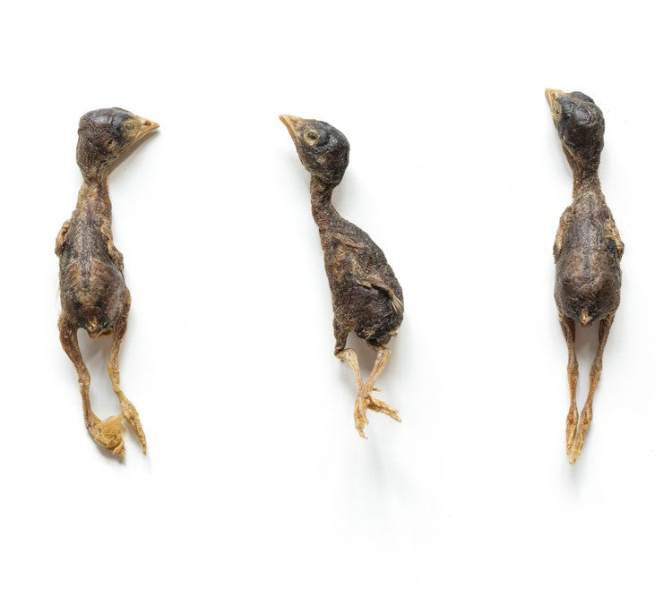 Freeze-Dried Whole Quail - 50g