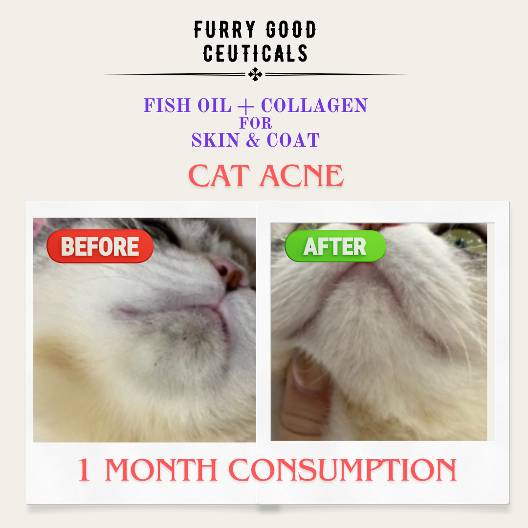 Fish Oil & Collagen for Skin and Coat | Dogs and Cats