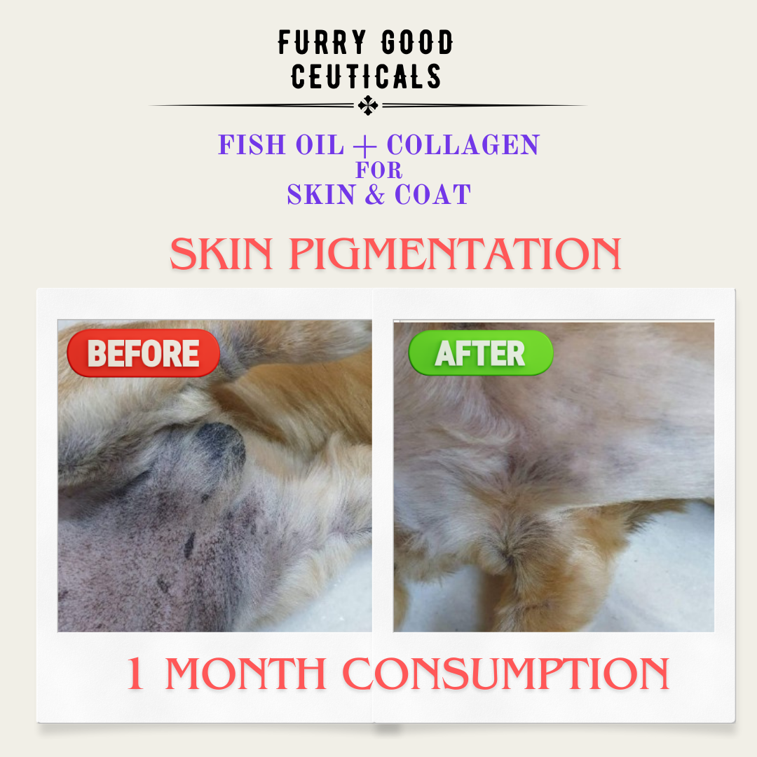 Fish Oil & Collagen for Skin and Coat | Dogs and Cats